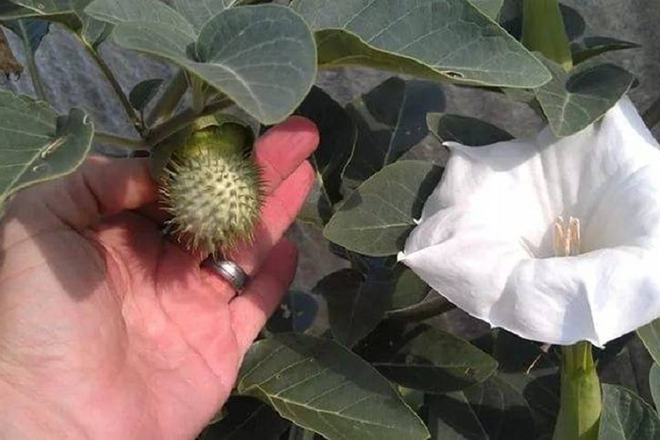 datura.jpeg