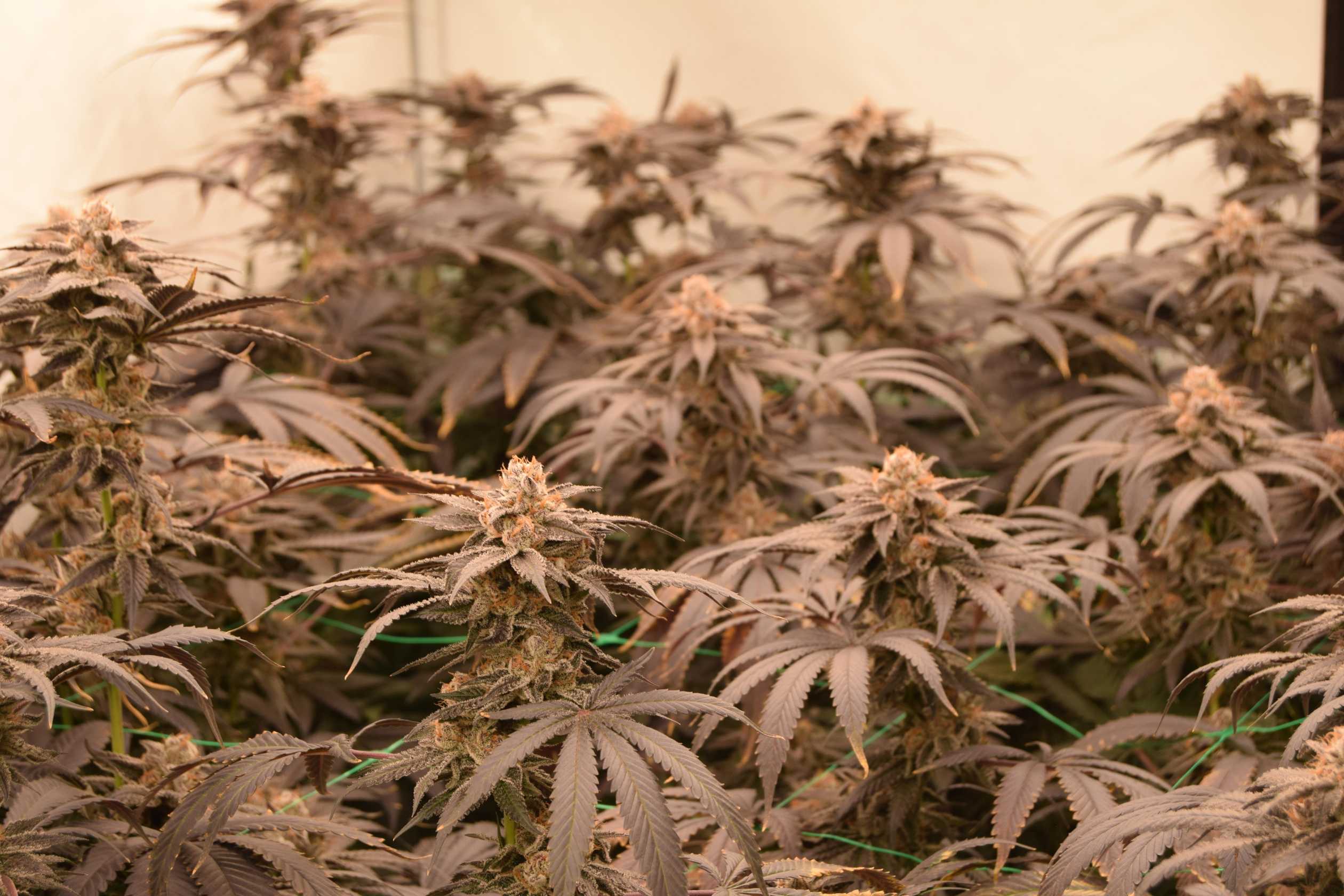 Dosidos by STRAINS.jpg