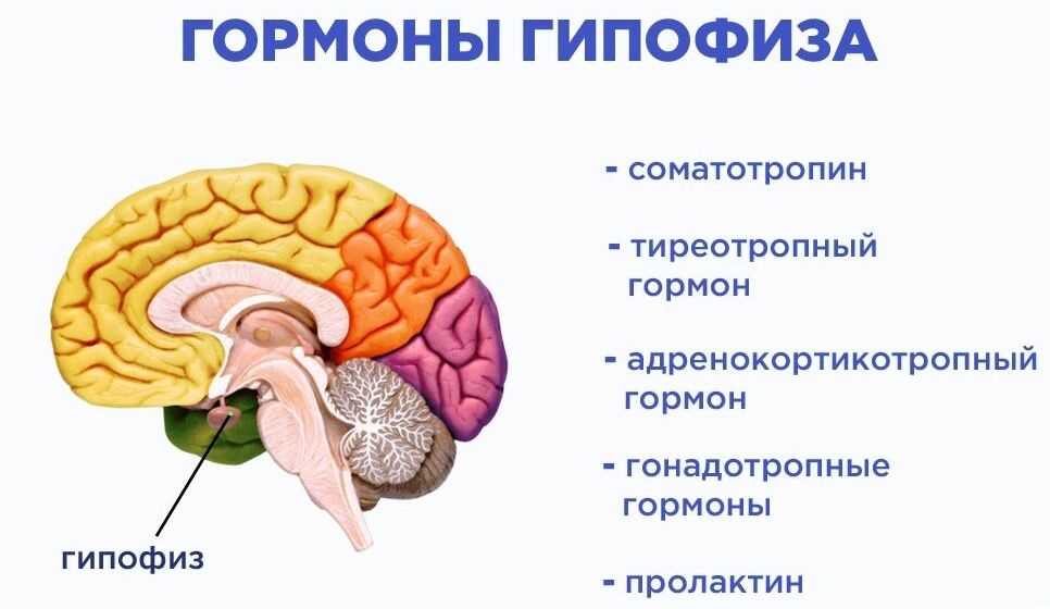 Гормоны гипофиза.jpg