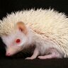 Hedgehog_kills